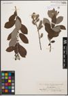 Foto von Salix cinerea L.